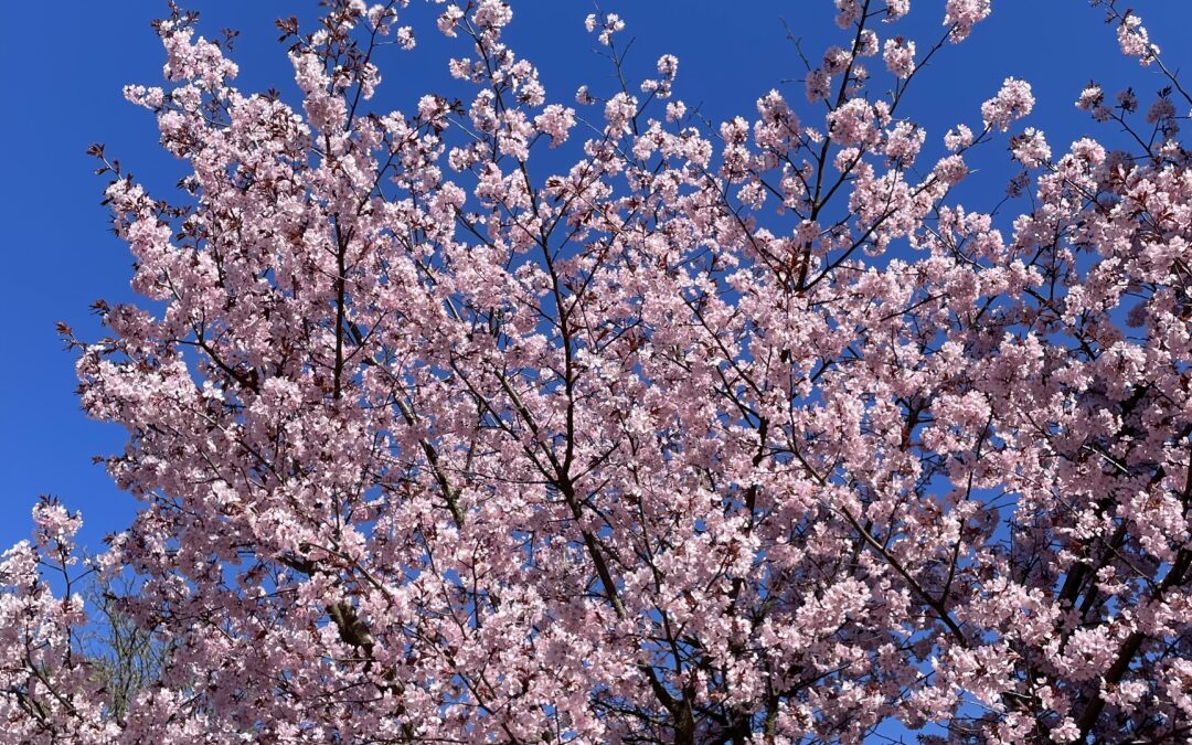 Japansk körsbärsblommor