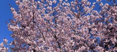 Japansk körsbärsblommor