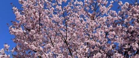 Japansk körsbärsblommor